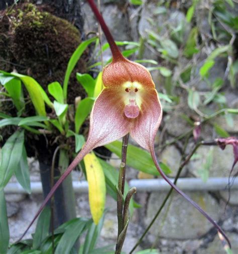 The Monkey-Faced Orchid of Ecuador (Photos) | Orchids, Monkey orchid ...