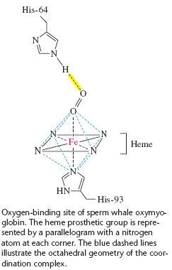 Sandwalk: Myoglobin