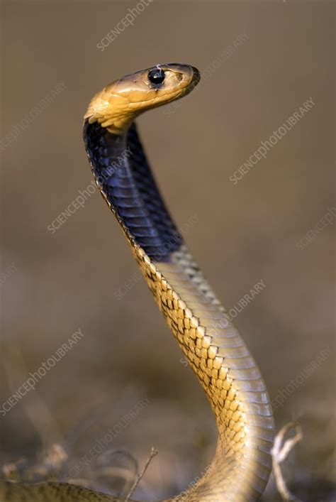 Juvenile cape cobra - Stock Image - Z785/0345 - Science Photo Library