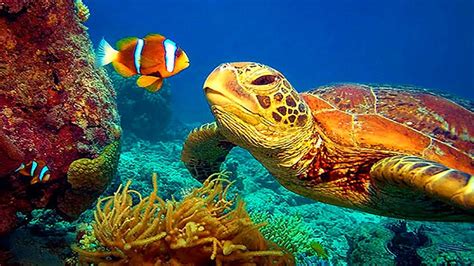 Giant Sea Turtle Underwater 4K UHD Screensaver - Download-Screensavers.biz