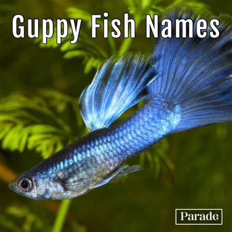 100 Fish Names Funny Cute Fish Names For Betta Fish Goldfish And More ...