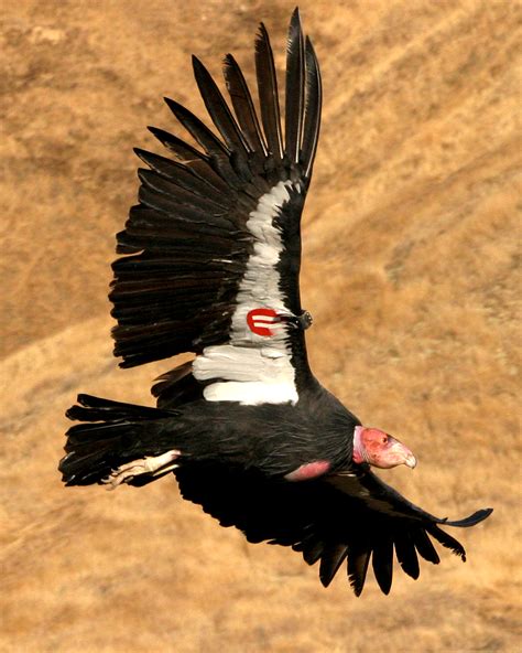 California Condor Population Reaches New Heights in 2015 - Yale E360