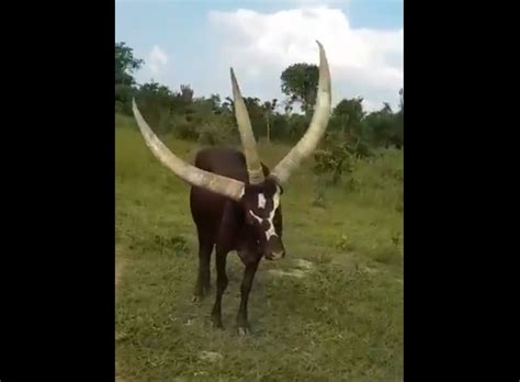 A jaw-dropping cow with three massive horns video - Strange Sounds