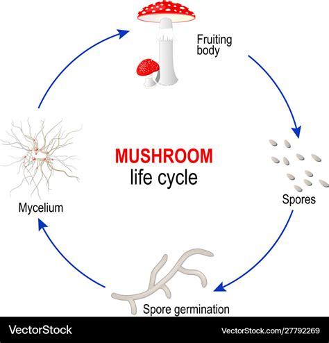 Mushroom life cycle from spores to mycelium Vector Image