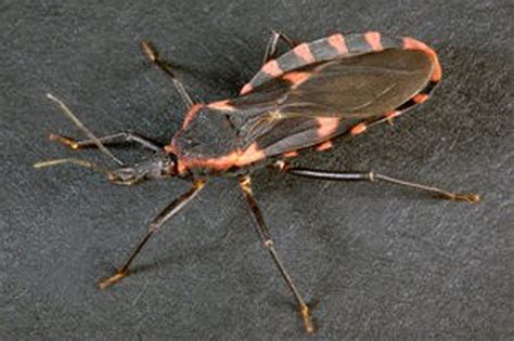 Deadly Triatomine 'kissing bug' now in 28 US states: What you need to ...