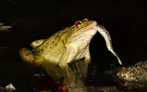 Frog eating a snake | Smithsonian Photo Contest | Smithsonian Magazine