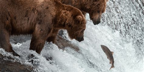 Salmon migration: Showing the way toward a healthy ecology - The ...