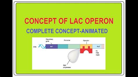 Lac Operon Animated Class 12 - YouTube