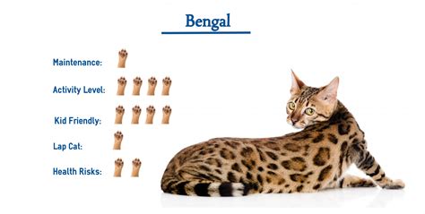 Are Bengal Cats Ok With Dogs