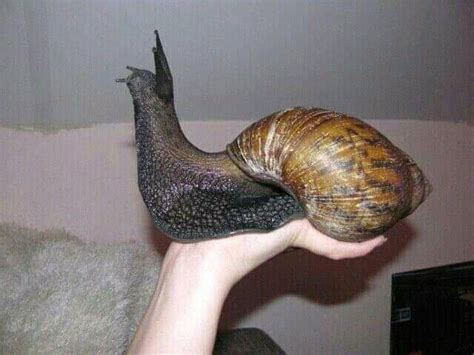 Pin on Snails