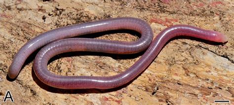 Sciency Thoughts: A new species of Caecilian from Brazil.