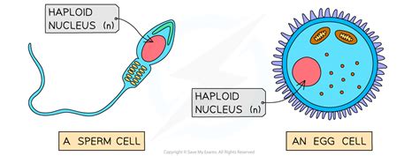 IB DP Biology: SL复习笔记3.1.7 Chromosome Number-翰林国际教育