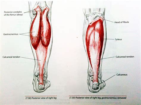 Stretch Your Calf Muscles for Better Snowboarding