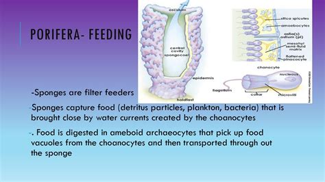 Phylum Porifera. - ppt download