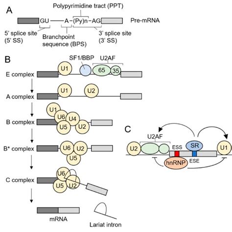 Pre-mRNA splicing mediated by the major spliceosome. (A) The 5 'splice ...