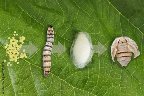 Silk moth silkworm life cycle important stages Stock Photo | Adobe Stock