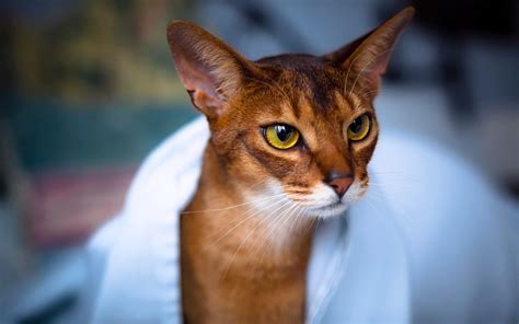 Abyssinian Cat - Wallpaper, High Definition, High Quality, Widescreen