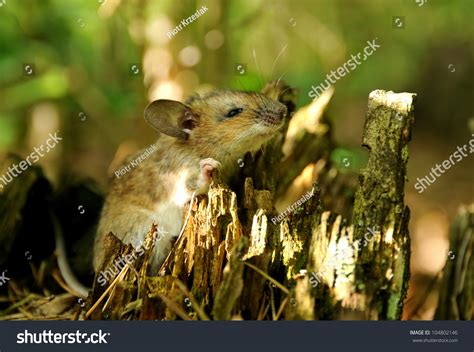 Wild Mouse In Natural Habitat Stock Photo 104802146 : Shutterstock