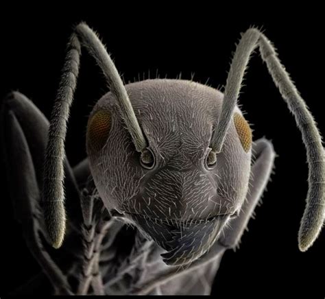 Ants Under A Microscope