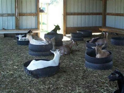 23 Inspiring Goat Sheds & Shelters That Will Fit Your Homestead