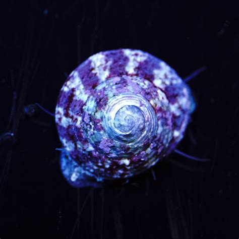 Beginner Topic - Best in Shell: Snails for the Reef Aquarium | Reef2Reef