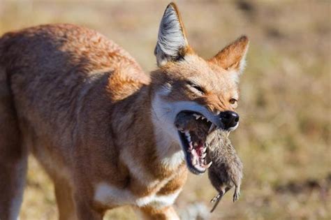 Ethiopian Wolf Facts, Habitat, Diet, Population, Pictures