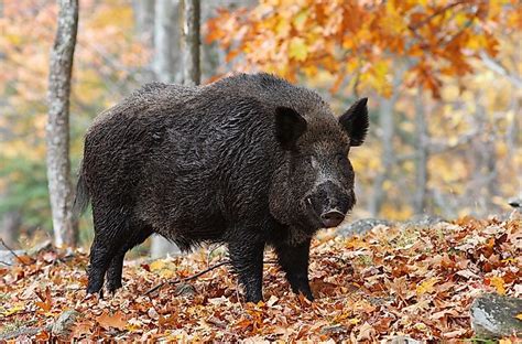 The 10 Species of Pigs - WorldAtlas.com