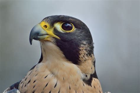 Eye markings help peregrine falcons hunt | Popular Science