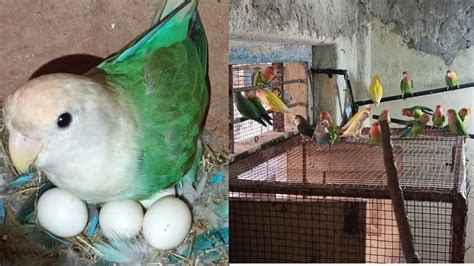 New season 1st clutch African lovebirds breeding progress - YouTube