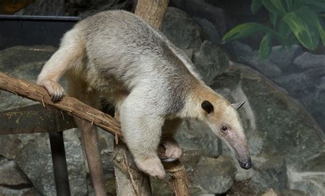 How Long Is a Tamandua’s Tongue? And More Tamandua Facts | Smithsonian ...