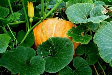 Pumpkin Growth Stages – Urban Garden Gal