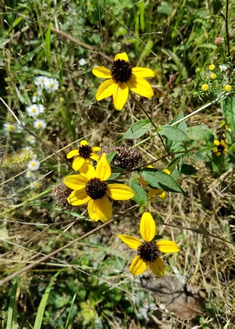 What Are Bee-Friendly Plants? | Plant a Bee Garden! Rural Mom