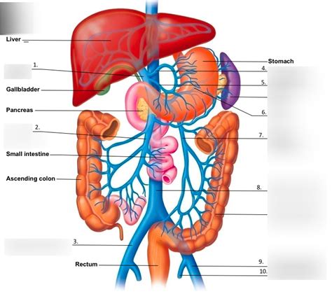 Veins that drain the abdominal viscera Diagram | Quizlet