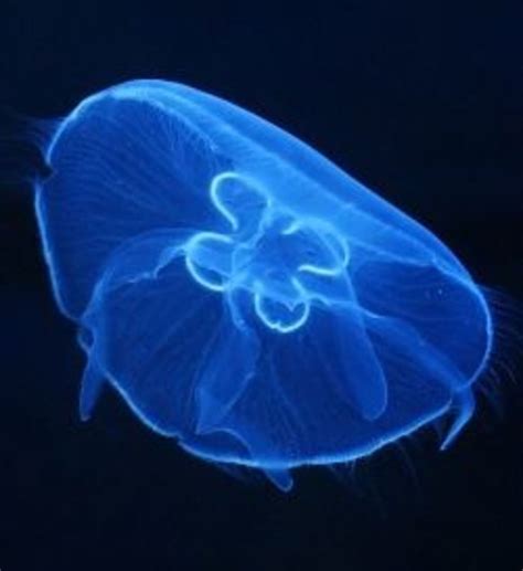 The Cnidarians: Jellyfish, Sea Anemones, Hydrozoans, and Corals | hubpages