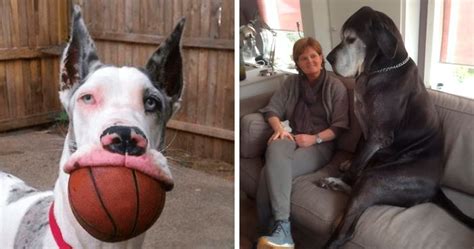 Hoomans Are Posting Hilarious Photos Of Their Great Danes, And It’s ...