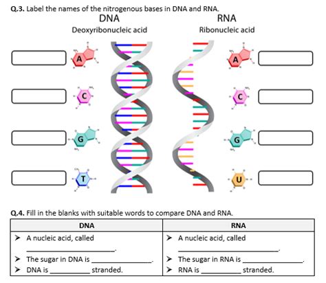 DNA and RNA - Worksheet | Distance Learning | Teaching Resources