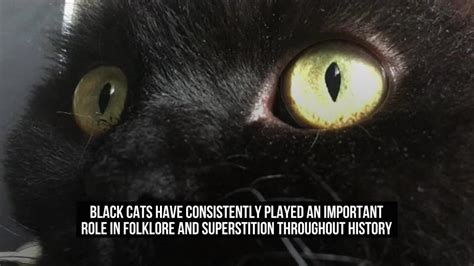 Black Cat Folklore and Superstitions: Explained