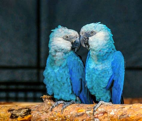 Two decades after it vanished, the stunning Spix’s macaw returns to its ...