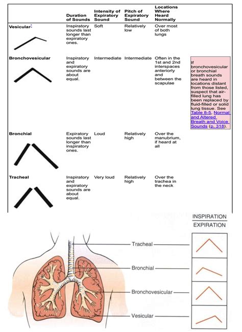 Breath sounds, Lung sounds, Bronchial