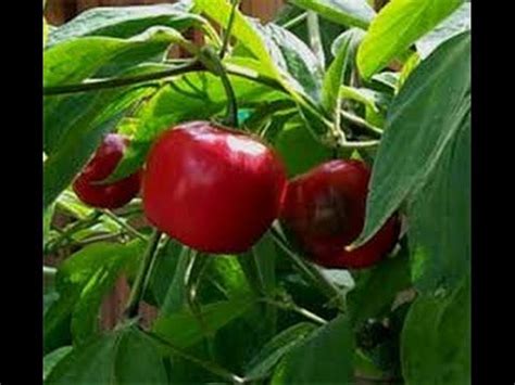 Manzano Red Pepper, Capsicum pubescens, PLANT REVIEW #pepper in 2023 ...