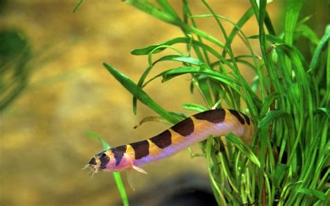 Kuhli Loach Care: Tank Requirements, Diet, and Breeding