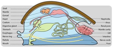 Describe the Morphology and Anatomy of Mollusks.