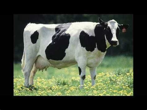 I am Cow song [+Lyrics!] - YouTube