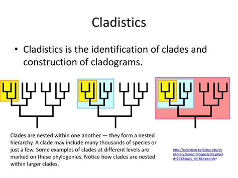 Cladistics Examples