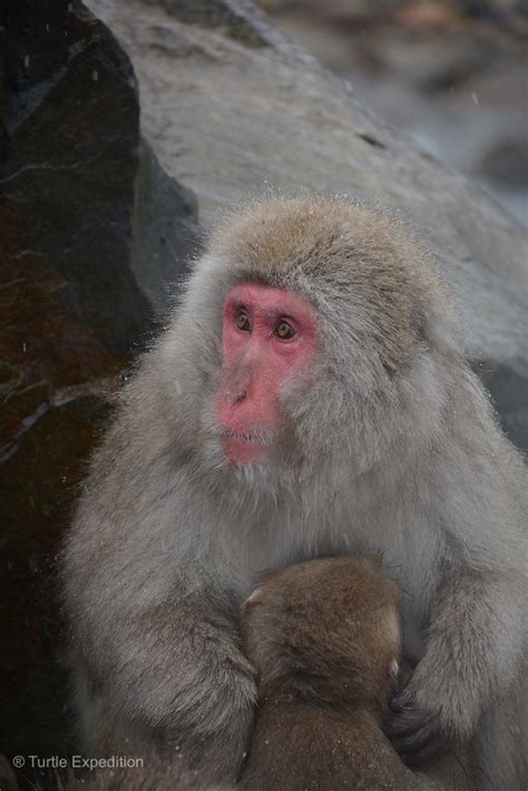 Turtle Expedition » Japan #6 – Snow Monkeys – December 2014