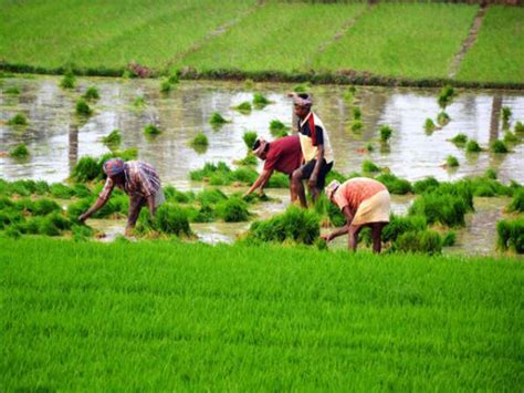 Income of Uttar Pradesh farmers are among the lowest in the country