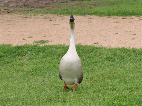 The Online Zoo - Swan Goose