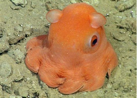 This octopus is so cute, scientists want to call it 'adorabilis' | indy100