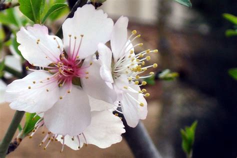 Simple Photography: Almond Tree Flowers After Rain and In Sunshine