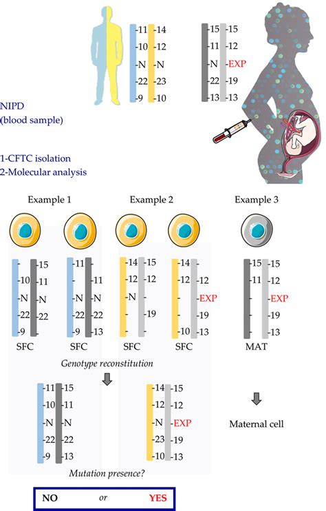 Genotype result interpretation. In example 1 and 2, the presence of the ...